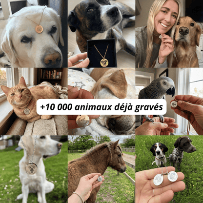 Le collier gravé à partir de la photo de votre animal